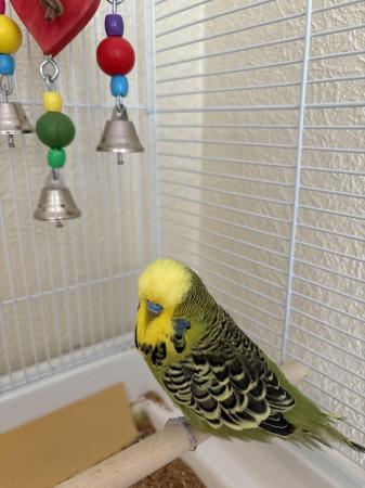 Image 3 of 2 Budgies for Sale - with cage, feed, toy