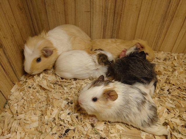 Preview of the first image of Guinea Pigs - Range of Colours, Sexes and Sizes!.