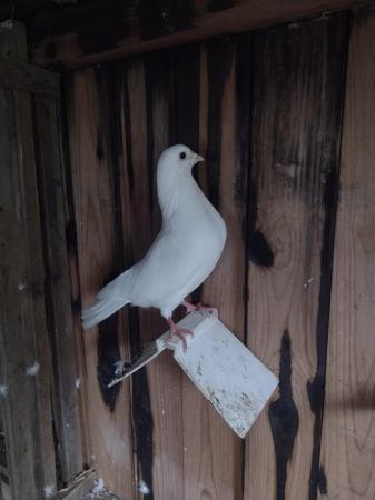 Image 1 of Two White garden pigeons