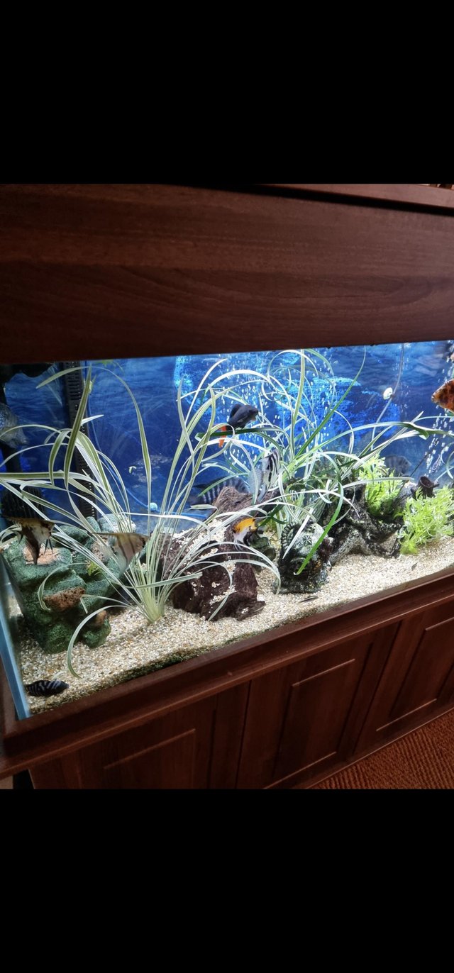 Preview of the first image of 450lt fish tank with everything for sale.