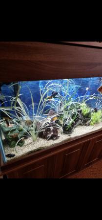 Image 1 of 450lt fish tank with everything for sale