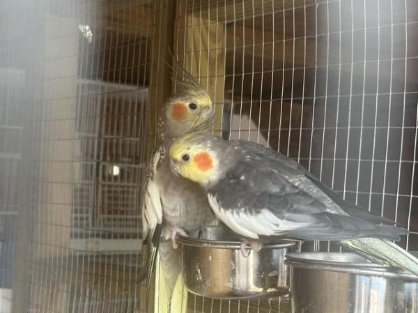 Image 5 of 8 month old cockatiels..