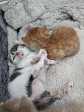 Image 3 of 4 beautiful kittens (reserve only)