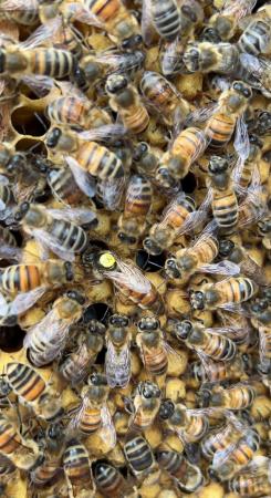 Image 29 of Bee Nucs overwintered 2024 for sale