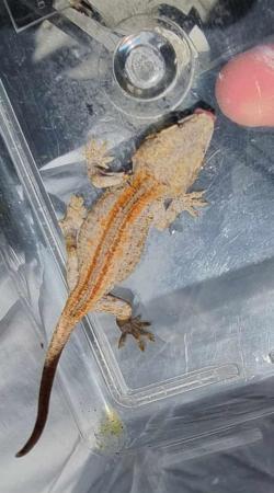 Image 2 of Gargoyle gecko babies available