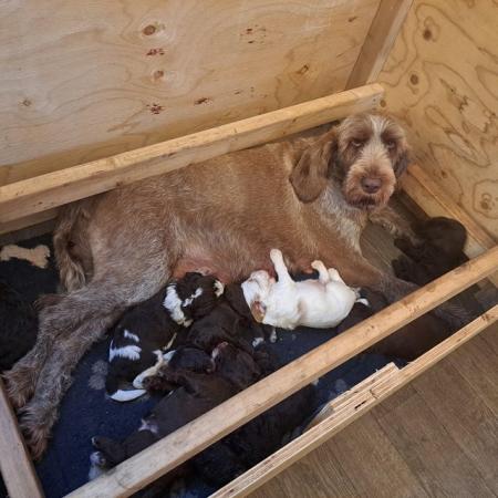 Image 2 of ITALIAN SPINONE X MINI POODLE PUPPIES