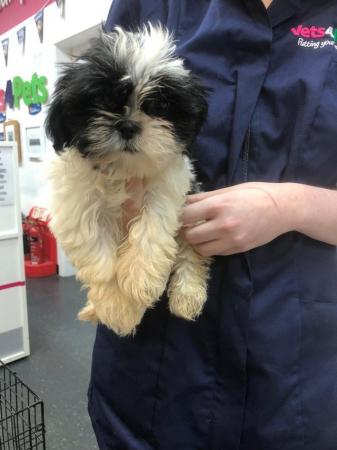 Image 3 of Shih Tzu puppies for sale 2 girls