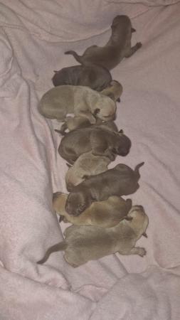 Image 2 of 2 MALE STAFFY X PUPS LEFT