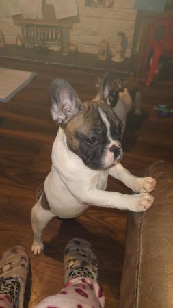 Image 7 of KC registered Beautiful french bulldog pups *UPDATED PICS*