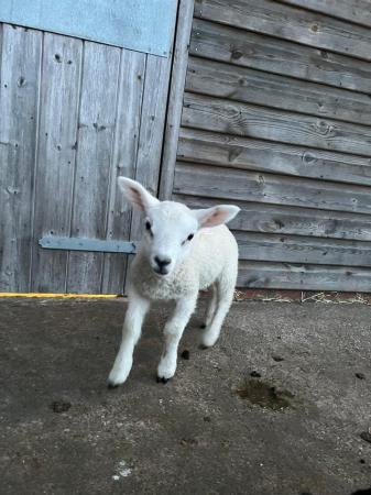 Image 2 of Pet home wanted for bottle lambs!