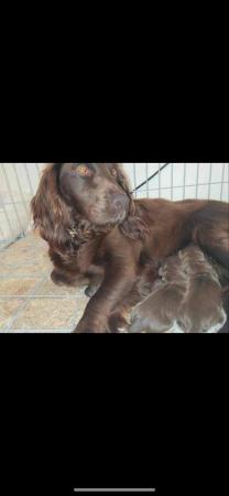 Image 13 of cocker spaniels male puppies