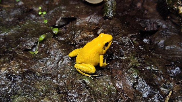 Image 4 of For sale phyllobates terribilis dart frogs
