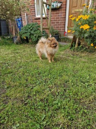 Image 1 of Pomeranian looking for a forever home