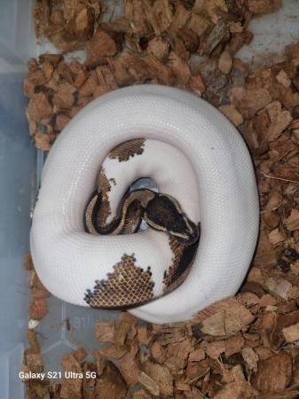 Image 8 of pied ball pythons 900-1000gr