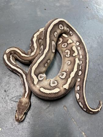 Image 5 of Male Super Phantom Poss Yellow Belly ball python