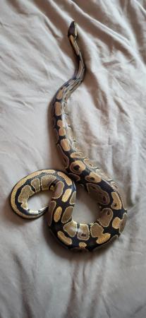 Image 2 of Royal python's for sale a normal a lesser and lemonblast p