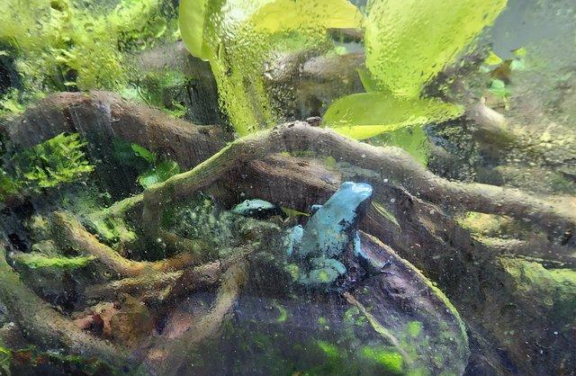 Image 3 of Adelphobates Galactonotus "Blue" Froglets