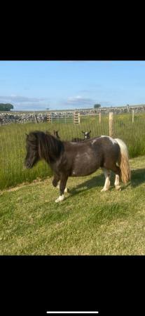 Image 2 of Miniature Shetland mare for sale
