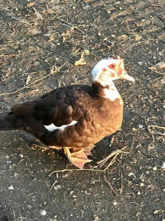Image 5 of Muscovy ducks available in a range of colours