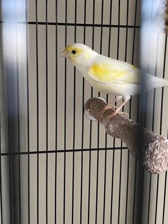Image 3 of Mosaic male canary for sale