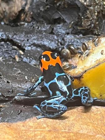 Image 4 of Dart frogs Ranitomeya benedicta tadpoles