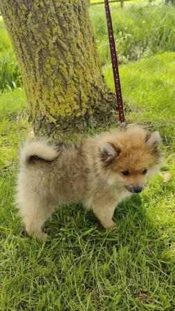 Image 3 of Beautiful Pomeranian puppy