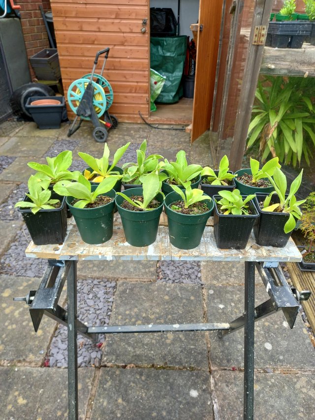 Preview of the first image of Young auricula plants for sale.
