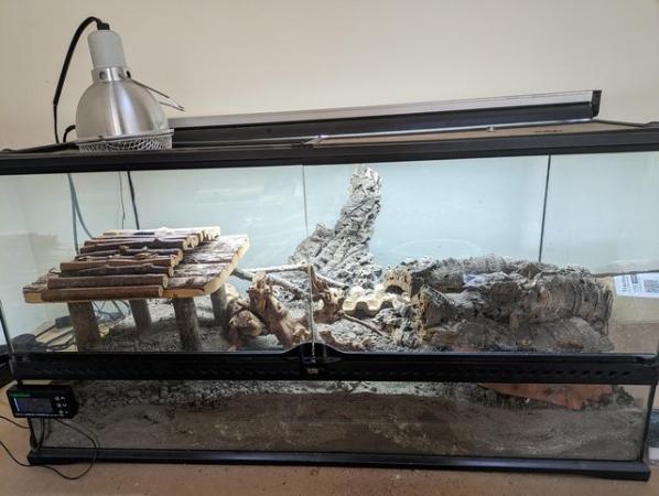 Image 1 of Ackie monitor lizard with full set up
