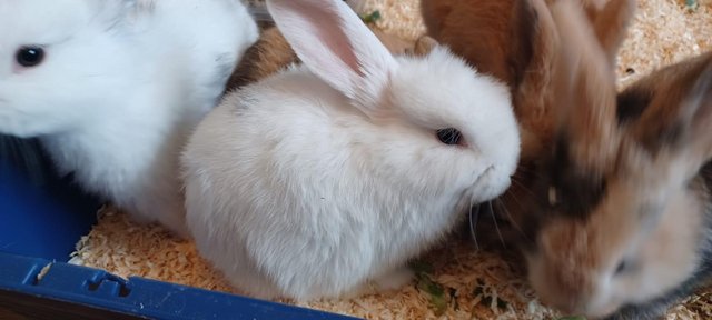 Image 4 of 7.5 weeks mini lop bunnies