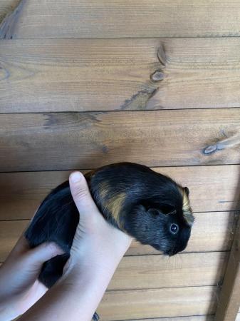 Image 4 of 1 Year Old Female Guinea Pigs