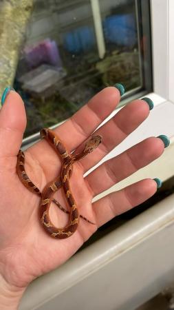 Image 2 of Multiple corn snakes for sale