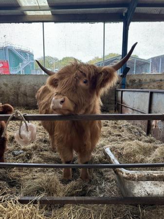 Image 1 of 3 year old highland cow heifer with yearling
