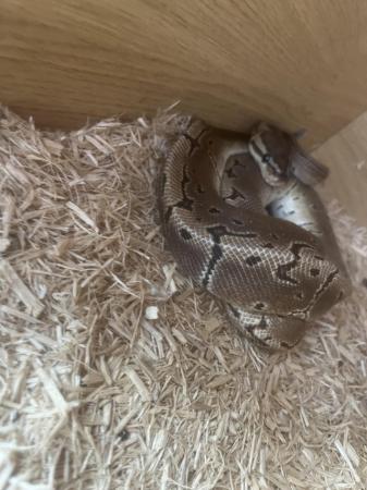 Image 4 of 3 year old royal python snake