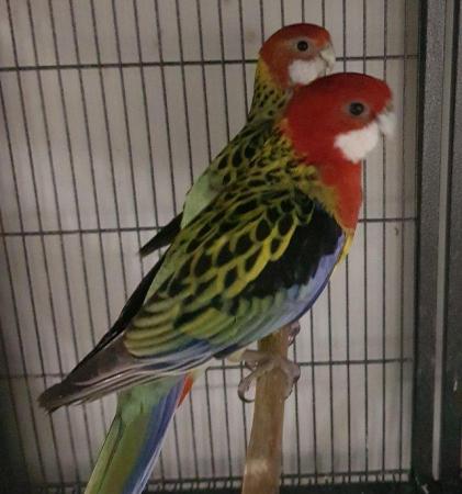 Image 7 of All types of pet BIRDS/PARROTS available