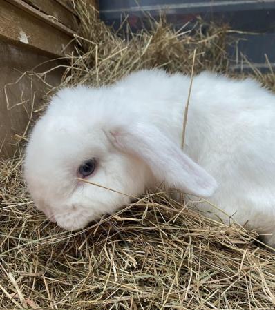 Image 4 of Young adult white mini lop buck