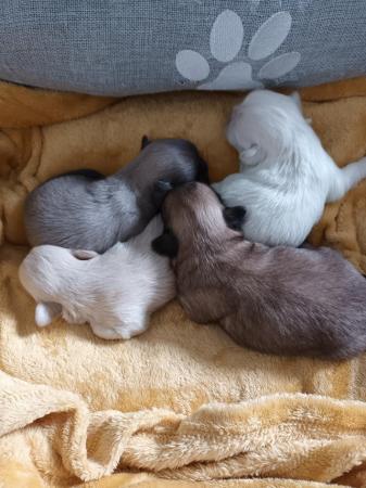 Image 3 of Miniature  lavender blue shih tzu puppies