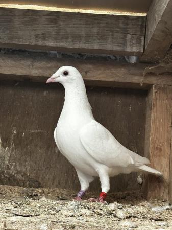 Image 5 of House of aarden Barcelona white pied cock and hen pair