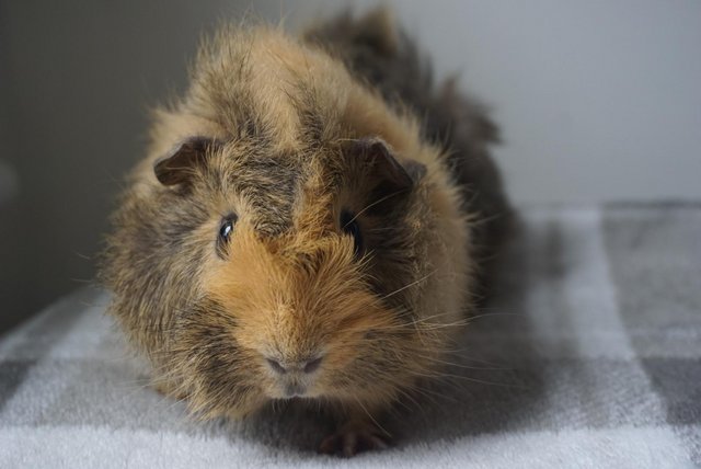 Image 4 of Ready now, male guinea pig