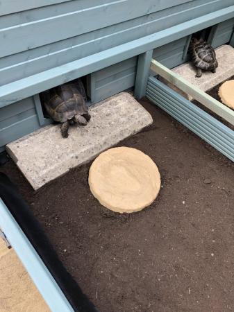 Image 3 of Male Spur thighed tortoises for sale