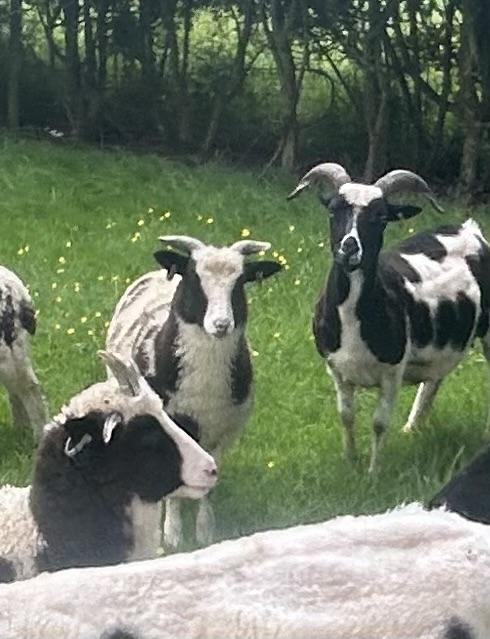 Preview of the first image of Pedigree Registered Jacob Ewe lambs.