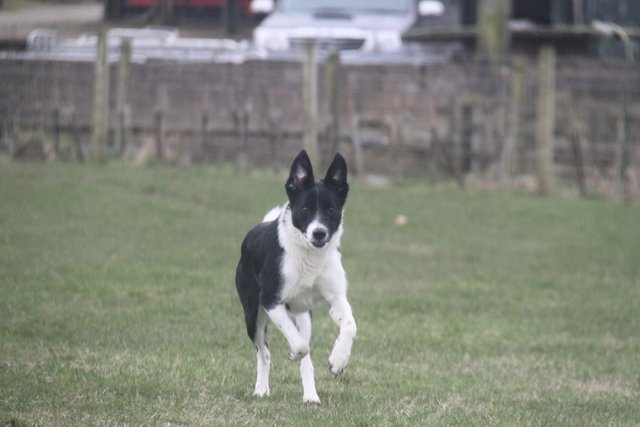 Preview of the first image of 11 months old border collie bitch looking for a sweet family.