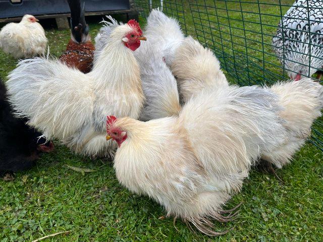 Preview of the first image of Silkie feathered Pekin bantams PURE BREED.