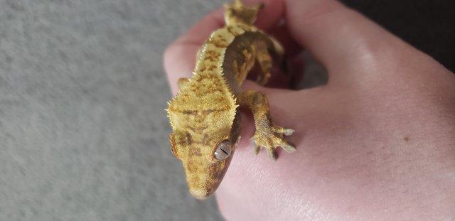 Image 2 of Wonderful Crested Gecko for sale