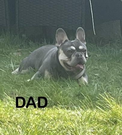 Image 12 of Beautiful KC Registered French Bulldog Puppy SOLD