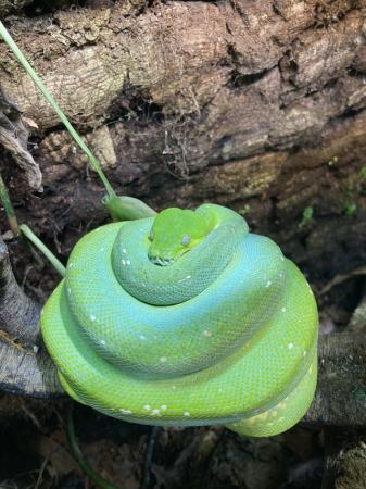 Image 5 of Pair of Green tree python (Aru) cb19 SOLD!!!