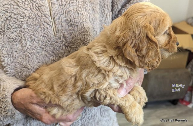 Image 23 of Golden F1 Cockapoo puppies, ready soon.