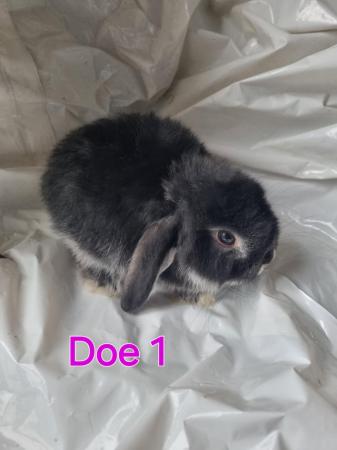Image 4 of Mini lop babies looking for new homes