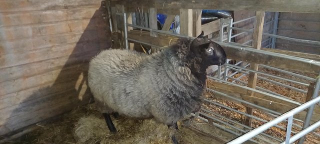 Preview of the first image of Cheviot tup sheep forsale.