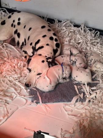 Image 3 of Dalmatian puppies have arrived!!!! ????????
