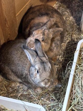 Image 5 of Rabbits bonded pair male and female